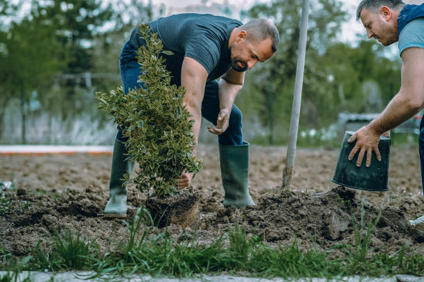 Landscape Design and Installation in Lauderhill, FL