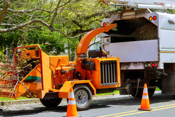 Seasonal Cleanup (Spring/Fall) in Lauderhill, FL