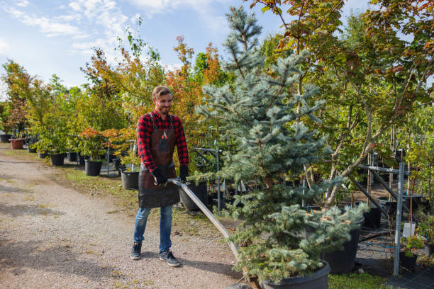 Professional Tree Services in Lauderhill, FL